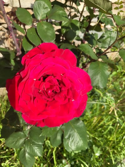 A vibrant red rose in full bloom is the central focus of this outdoor image, set against a background of green foliage and a rustic stone wall. The rose, with its tightly packed, velvety petals, displays a rich, deep red hue that hints at maturity. Its leaves are a healthy, dark green, some bearing the faint texture of dew or water droplets.

To the left of the rose, a thorny stem, also a deep reddish-brown, adds a contrasting element of texture and a touch of wildness. Behind the rose and foliage, a wall constructed from irregular, light-colored stones is visible, suggesting a garden or an older architectural setting. The ground beneath is a tapestry of green grass, with hints of dry, straw-like vegetation interspersed, indicating a natural, perhaps slightly unkempt, environment.

The lighting suggests a sunny day, with dappled shadows playing across the scene, particularly on the rose's petals and the stone wall. The overall impression is one of natural beauty and the quiet elegance of a garden in bloom.

This scene is situated in Pletena, Bulgaria, a place known for its scenic beauty and tranquil atmosphere. The presence of the rose and the stone wall could suggest a private garden, a public park, or even the grounds of a historical building within the area. The time of day appears to be late morning or early afternoon, given the angle and intensity of the sunlight. There are no people or animals visible in the frame. The focus is solely on the botanical subject and its immediate surroundings.