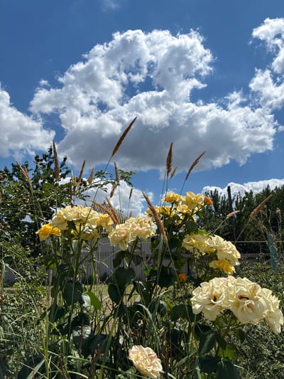 In Zhirnov, Russia, a close-up outdoor photograph captures a cluster of pale yellow roses against a bright blue sky dotted with fluffy white clouds. The roses, some fully bloomed and others in bud, are in the foreground, with tall, dried grasses and green foliage surrounding them. In the background, a gray fence and the tops of trees are visible. The lighting suggests it is daytime, with the sun casting shadows and highlighting the textures of the flowers and clouds.