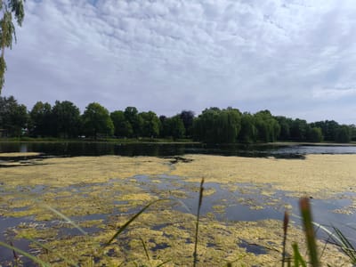 The image depicts a tranquil scene at the Stadtsee in Stendal, Germany. The lake, the Stadtsee, is partially covered with a thick layer of yellow-green algae bloom, creating an abstract, textured surface on the dark water. In the foreground, blades of grass and reeds are blurred, adding a sense of depth and framing the body of water. The middle ground showcases the expanse of the lake, with a band of trees lining the far shore. These trees form a dense, green backdrop, with a mix of deciduous and possibly some coniferous species. A few white birds are visible on the water's surface near the treeline. The sky above is filled with a pattern of light, wispy clouds against a pale blue backdrop, suggesting a mild, possibly overcast, day. The overall atmosphere is one of natural serenity, with the algae bloom adding an unusual, yet natural, element to the landscape.