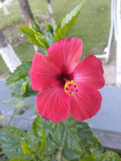 A close-up, vertical shot features a vibrant pink hibiscus flower in full bloom. The flower's petals are a rich, saturated pink with delicate white veins radiating from the center. The stamen, a cluster of yellow pollen-laden anthers surrounding a pink pistil, is clearly visible at the heart of the bloom. Several small black ants are scattered across the petals, indicating their presence on the flower.

Surrounding the hibiscus are lush green leaves, some appearing slightly glossy, and a few small buds. The background is softly blurred, suggesting an outdoor setting. Hints of green grass and trees are visible, along with a light-colored railing or fence in the upper right quadrant, possibly part of a garden or outdoor seating area. The lighting suggests it could be daytime, with natural light illuminating the flower. The overall scene evokes a sense of natural beauty and a peaceful garden environment. There is no visible text in the image. The location context is Zarafshan, Uzbekistan.