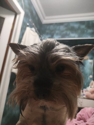 A close-up, low-angle shot features the head of a Yorkshire Terrier dog. The dog's fur is brown and tan, with its ears perked up. The background is blurred, showing what appears to be an interior setting with hints of a white doorframe on the left and a patterned wall or wallpaper with lights reflecting on it in the upper right. A pink blanket is visible in the lower right corner. The location is identified as Массандровский поселковый совет, Ukraine, though there are no visual cues in the image to confirm this specific geographical location.