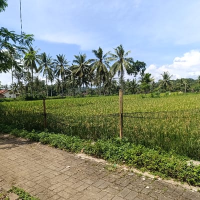 The image shows a field of rice paddy plants in Kalisat, Indonesia, at the coordinates -8.103, 113.799. The paddy is enclosed by a wire fence, beyond which there is a dirt path leading to a row of brick pavers. To the right of the dirt path, a row of palm trees and shrubs line the edge of the paddy. Further back, a row of trees and shrubs extends along the boundary of the paddy. The sky above is blue with scattered clouds. There are no people in the image.