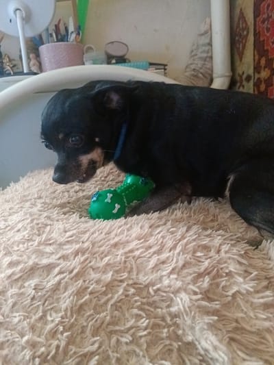 A black and tan Chihuahua dog is lying on a fluffy cream-colored rug, with its head resting on the rug. The dog is looking down at a green, bone-shaped dog toy with white bone accents. The dog has a blue collar. In the background, a desk with various objects is visible, including a white lamp, a pink pot filled with pens and pencils, and other decorative items. The overall setting appears to be an indoor environment, possibly a home in Voskresenskiy, Russia. The lighting suggests it is daytime.