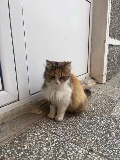 This scene is located in Blaskovo, Bulgaria. A domestic cat with medium-long, multicolored fur (calico pattern of white, tan-orange, and dark brown-black patches) sits on a tiled pavement. The cat's chest and front legs are predominantly white, transitioning to tan-orange on its body and darker brown-black on its head and tail. Its eyes are a greenish-yellow, and its gaze is directed downwards and slightly forward. The cat is positioned in front of a white, vertical panel structure, likely a door or large window frame, which features two distinct vertical seams. To the immediate right of this white structure, a narrow, light-colored vertical beam or frame element abuts a textured, dark gray wall with a rough, aggregate finish. The ground beneath the cat is composed of light gray aggregate concrete tiles, containing numerous small white and gray stones. Along the base of the white panel and the textured wall, a concrete or cement ledge is visible, showing signs of cracking and peeling surface material. The cat remains stationary.