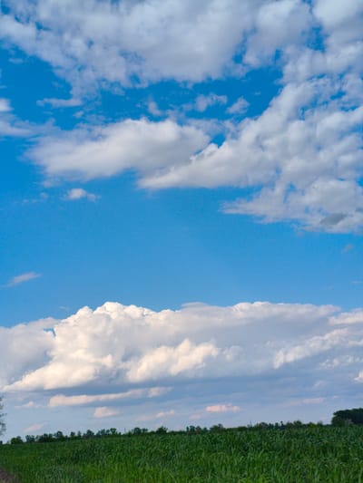 A low-angle, vertical, full shot captures a vibrant green agricultural field under a bright blue sky dotted with fluffy white clouds. The field, likely planted with a tall crop such as corn, stretches across the bottom third of the frame, its dense stalks forming a textured green carpet. A line of dark green trees delineates the horizon behind the field. The sky dominates the upper two-thirds of the image, showcasing a dynamic arrangement of clouds that range from thin, wispy formations to larger, more voluminous masses. The lighting suggests it is daytime, with the sun illuminating the clouds and casting a bright, clear atmosphere over the scene. The overall mood is one of natural beauty and tranquility, evoking a sense of rural serenity in Pidluky, Ukraine. There is no visible text in the image.