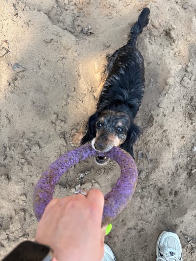 A black and tan dachshund-mix dog lies on a sandy surface, possibly a beach or playground, in the city of Selychka, Russia. The dog is pulling on a purple, ring-shaped toy held by a person's hand. The person is wearing a black jacket, has a bright green painted fingernail, and has a wedding ring on their finger. A pair of white athletic shoes with gray laces are also visible on the sand near the person. The sand has a slightly grainy texture and a light tan color.