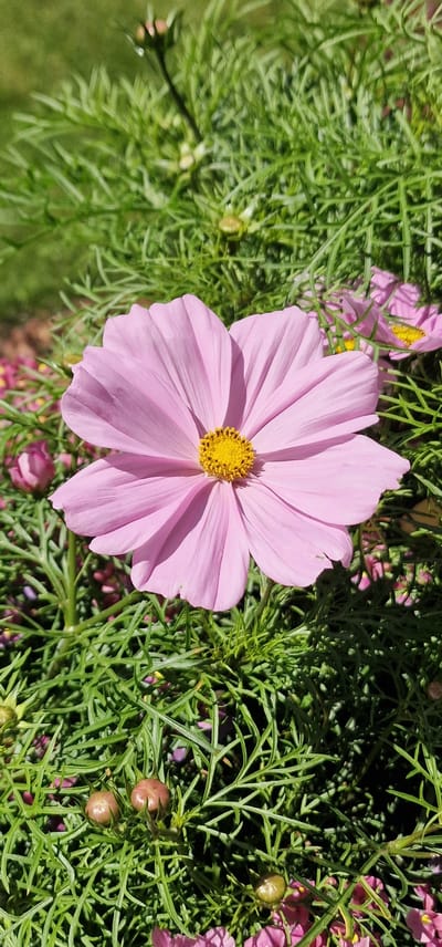This is a close-up, vertical, outdoor photograph of a pink cosmos flower with a yellow center, set against a backdrop of green foliage and other pink cosmos flowers. The image is focused on the large, central flower, with its delicate petals fanning out. Several closed flower buds and some out-of-focus, smaller pink cosmos flowers are visible in the background. The overall lighting suggests it is daytime, with natural sunlight illuminating the scene. The image appears to have been taken in a garden or park setting. There are no people or animals visible in the photograph. The specific location in Saulkrasti, Latvia, is not discernible from the image itself.