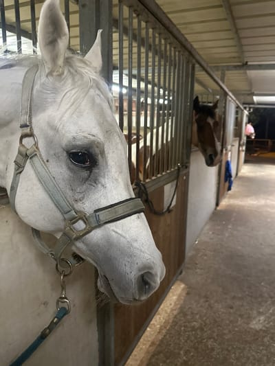 The image displays the interior of a horse stable located in Kfar Monash, Israel. In the immediate foreground, the head and partial neck of a white or light grey horse are visible, oriented towards the left. This horse wears a light blue halter with metal hardware, and a blue lead rope is attached to the halter's chin ring. Its dark right eye is prominent, with some staining or dust below it. Behind this horse, within a metal-barred stall, a brown and white pinto horse is partially visible. Further down the stable aisle to the right, a brown horse with a white blaze on its face is seen looking out from a stall opening; this horse is out of focus. The stable features a light-colored roof structure, metal-barred stalls with wooden lower sections, and a concrete or packed dirt aisle floor. The environment is illuminated by artificial lighting. No human figures are present.