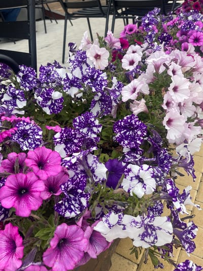 The image features a close-up of a profusion of petunia flowers in varying shades of purple, pink, and white, with some blossoms exhibiting a speckled pattern of purple and white. The flowers are densely packed together, suggesting they are growing in a container or flower bed. The presence of a dark, possibly metal, structure on the left suggests the container is part of an outdoor setting, possibly a balcony or patio. The background is slightly out of focus.
While I can describe the visual elements, I lack the information to establish a precise location within Nea Makri Municipal Unit, Greece.
