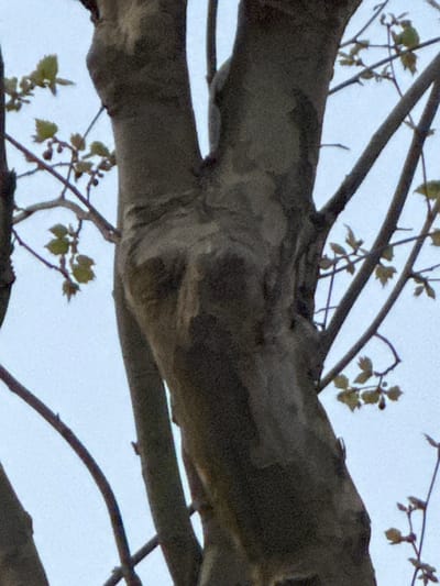 The image displays a detailed, low-angle perspective of a tree in Le Perreux-sur-Marne, France, against a light blue-grey sky. The central feature is a robust tree trunk, exhibiting mottled grey and brown bark textures, characteristic of a plane tree. The trunk bifurcates into two substantial main branches in the upper portion of the frame. Numerous thinner branches extend outward, bearing small, nascent light green leaves and several small, spherical structures, consistent with early spring foliage and developing seed pods. No people, animals, or man-made objects are visible within the frame.