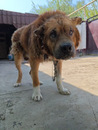 The image shows a medium-sized dog with reddish-brown fur and white markings on its legs and paws. The dog is standing on a concrete surface, possibly a yard or alleyway, in front of a building with a tiled roof. There are trees and a fence in the background. The dog appears to be wearing a chain collar. The lighting suggests it is daytime, with shadows indicating the sun is out. The scene is likely in an outdoor, possibly rural or semi-urban setting. The provided location of the image is Şu, Kazakhstan.