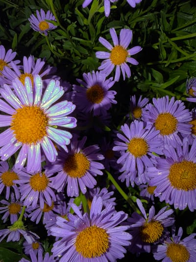 A close-up, vertical, eye-level shot features a dense cluster of purple asters with bright yellow centers. The flowers are adorned with small water droplets, suggesting recent rain or dew, which catch the light and create a shimmering effect on the petals. The background is a dark, out-of-focus mass of green foliage and stems, indicating a natural setting. The lighting appears to be artificial, possibly from a flash or spotlight, highlighting the texture and moisture on the flowers and casting deep shadows. This image was taken in Shemordan, Russia, likely in a garden or park. There are no people or animals visible in the frame.