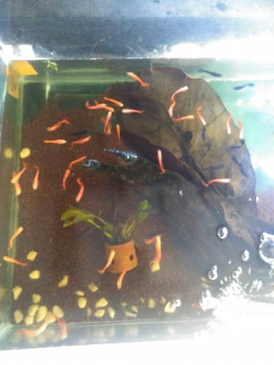 The image displays an indoor aquatic environment, specifically a rectangular glass aquarium, located in Kawungluwuk, Indonesia. The tank contains clear water, with a dark brown, fine-grained substrate covering the bottom. Irregular light yellow or off-white pebbles are scattered across the substrate, predominantly in the lower-left section. A large, dark brown, organic object resembling a decaying leaf or waterlogged wood is centrally positioned, resting on the substrate and extending towards the upper right. To the left of this large object, a small, light brown, cylindrical ceramic structure, possibly a pot, rests on the substrate, from which green plant foliage emerges. This ceramic object features two distinct dark circular markings on its visible surface. The tank is populated by numerous small fish; the majority exhibit bright orange or reddish body coloration, while a smaller number are dark blue or black. These fish are observed swimming individually and in loose groups throughout the water column. A visible cluster of air bubbles is present in the lower right portion of the tank, indicative of an active aeration or filtration system.