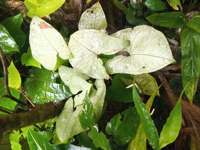Lush greenery fills the scene, dominated by heart-shaped, pale-green and white, veined leaves. These stand out amidst the darker, glistening green foliage of other plants. A mossy branch cuts across the lower left. The leaves appear damp, possibly after rain, enhancing the vibrancy of the colors and textures within the dense vegetation. The leaves are the central focus, surrounded by a variety of other plants.