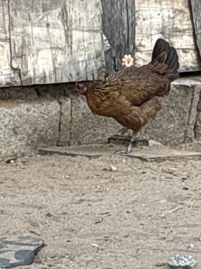 This outdoor image from Akodo, Nigeria features a brown chicken pecking near the junction of two walls. The chicken is positioned diagonally, head-down, appearing to forage. Its dark tail feathers are visible at the upper left. On the left, a rough wooden plank structure forms a vertical surface. On the right, a textured, light-colored wall with an uneven, porous surface dominates the background. A small, light-colored, flower-shaped object rests on the wooden surface behind the chicken's body. A thin, possibly metallic, strip is attached vertically to the textured wall near the chicken's side. Further to the right on this wall, a pale, translucent, elongated object, resembling an icicle, hangs vertically, casting a subtle shadow; its nature is ambiguous given Nigeria's tropical climate. A dark, irregularly shaped object is partially visible in the bottom right corner of the frame. The scene is brightly lit, indicating daytime, with a predominantly muted, grayish-brown color palette, suggesting a rustic or simple environment. No people or visible text are present.
