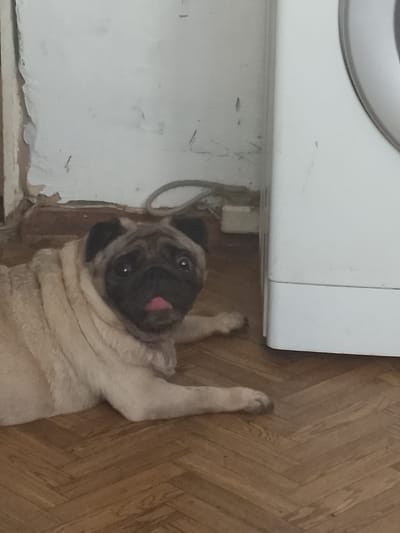 A fawn-colored pug with a black face lies on a wooden parquet floor. The dog's tongue is slightly sticking out. To the right of the pug is a white appliance, possibly a washing machine, with a silver-colored rim visible at the top. Behind the pug, a white wall with peeling paint is visible. A gray electrical cord is coiled on the floor near the wall. The overall setting appears to be an indoor domestic environment. There is no indication of the city of Pugachyov, Russia, or any specific location.