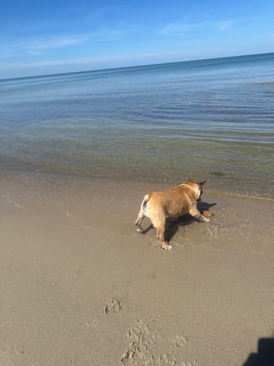 A fawn-colored French Bulldog is pictured on the sandy shore of the Baltic Sea in Lesnoy, Russia. The dog is facing away from the camera, its body partially submerged in the clear, shallow water. It appears to be interacting with a round, brown object in the water with its paws. The beach is composed of light brown sand, and footprints are visible in the sand. The sea stretches out to the horizon under a bright blue sky with sparse white clouds. The overall impression is of a peaceful, sunny day at the beach.