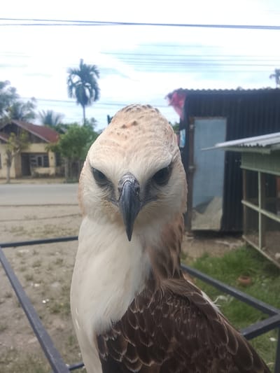 The image shows a close-up of a large bird of prey, likely a hawk or eagle, with sharp features and piercing eyes. The bird's head is facing the camera, and its plumage is a mix of white, brown, and tan. The background is blurred but suggests an outdoor setting.
In the distance, there are hints of a residential area with a house and trees, characteristic of a location like Kuta Trieng, Indonesia. A road is visible, and power lines stretch across the sky, common in many Indonesian towns. There are also structures that appear to be makeshift buildings or enclosures, possibly part of a local market or animal pen. The overall impression is of a rural or semi-urban environment in Indonesia, where wildlife encounters are possible.