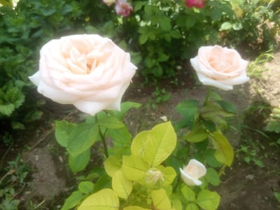 This image depicts a close-up view of several pale pink roses and rosebuds in a garden setting. The largest rose, in the foreground and to the left, is fully bloomed with tightly packed petals. To its right, a smaller, less open rose is visible. At the bottom right, a tiny rosebud is starting to unfurl. The roses are surrounded by lush green leaves, some of which appear a lighter, yellowish-green, suggesting they might be new growth or experiencing some nutrient deficiency. The background consists of more dense greenery, likely other rose bushes or similar plants, with glimpses of soil and possibly gravel on the ground. The lighting suggests it is daytime, with soft, diffused light. The scene is likely an outdoor garden, possibly in the city of Samat, Kyrgyzstan, given the context provided. There are no people or animals present.
