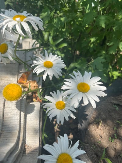 In Otrado-Olginskoye, Russia, a close-up, eye-level shot captures several white daisies with yellow centers. The flowers are in various stages of bloom, with some fully open and others still developing. A few of the daisies are positioned on top of stacked grey concrete slabs, which are partially in shadow. In the background, lush green foliage creates a blurred backdrop. The lighting suggests a sunny day, with dappled sunlight filtering through the leaves. The ground beneath the flowers is dark, loamy soil with a few small green sprouts.