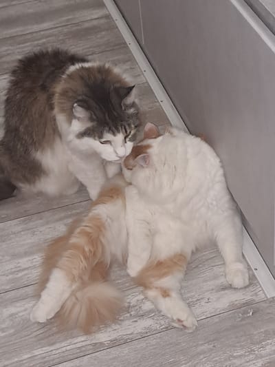 Two fluffy cats are shown lying on a light-colored wooden or laminate floor, engaged in an affectionate interaction. The image is taken from a slightly elevated, diagonal perspective.
One cat, primarily white with distinct patches of ginger/orange fur, is positioned on its back with its legs stretched out, appearing relaxed. Its head is turned towards the second cat, and its muzzle is pressed gently against the other cat's head or face, suggesting nuzzling, licking, or grooming. Its body is mostly white with ginger patches on its side and hind leg. Its tail, visible in the lower right, is also ginger and white, appearing soft and bushy.
The second cat has a beautiful mix of grey, white, and brownish-ginger fur, giving it a calico or tortie pattern with significant white areas. It is lying on its side, its head tilted slightly upwards towards the white and ginger cat. Its eyes are closed or nearly closed, and its mouth is slightly agape, conveying a sense of contentment and relaxation as it receives the affection. Its fur appears thick and soft.
The cats are positioned in a way that suggests close bonding and comfort. The floor beneath them has a light wood grain pattern, possibly laminate. In the upper left portion of the image, a light-colored wall or ceiling panel is visible, meeting the floor at an angle, indicating an indoor setting. The lighting is soft and even, highlighting the cats' fur textures. No other objects or text are visible in the frame. The overall impression is one of peace and inter-feline affection.