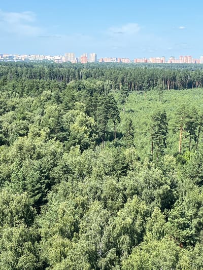 The image shows a panoramic view of a dense forest that transitions into a city skyline in the distance. The forest is lush and green, with a variety of trees, some of which are taller and appear to be pine trees. The trees in the foreground are densely packed, creating a textured canopy. In the background, a clear blue sky stretches above a horizontal line of buildings that represent a city. These buildings vary in height and architectural style, with some appearing to be residential apartment complexes. The overall scene suggests an area where a natural landscape meets urban development. The location is identified as Металлург Снт, Russia. There are no people or vehicles visible in the image.