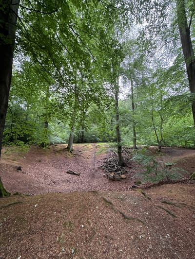 This image captures a serene woodland scene, likely in Penn, United Kingdom, viewed from a slightly low angle. The dominant subjects are numerous tall trees with vibrant green foliage, indicative of late spring or summer. The leaves form a dense canopy overhead, through which diffused light from an overcast sky filters, creating a soft illumination throughout the forest.

The forest floor is extensively covered in a thick layer of reddish-brown fallen leaves, suggesting a deciduous woodland, possibly rich in beech trees. A relatively clear, wide path or open area meanders through the midground, also blanketed by these leaves. To the right of this path, a substantial pile of cut branches and logs is visible, hinting at recent forestry activity or natural debris accumulation. The ground also features subtle undulations and patches of mossy growth, adding texture to the natural carpet.

In the foreground, the dark trunk of a large tree is partially visible, anchoring the scene. Several other tree trunks rise vertically from the leaf-strewn ground, leading the eye towards the lush canopy. The overall impression is one of peaceful natural beauty and quietude, with no people, animals, or artificial structures present. The overcast conditions lend a soft, even light to the entire scene.