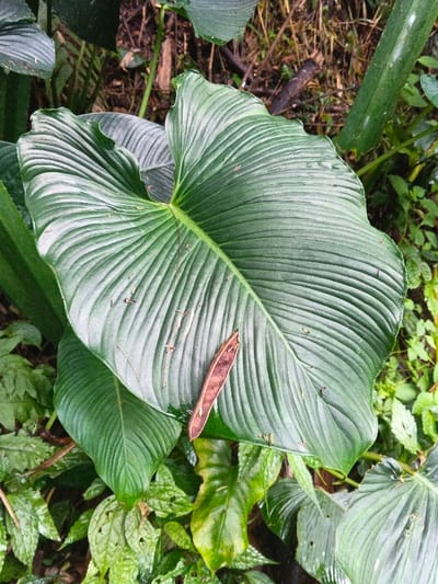 A close-up, vertical photograph captures a prominent, large, dark green leaf, likely from a tropical plant, exhibiting distinct parallel veins that create a ribbed texture across its surface. The leaf's surface appears slightly glossy and shows minor imperfections, with small droplets or dampness visible. Resting on the lower-right portion of this leaf is an elongated, dried, dark reddish-brown seed pod, approximately 12-15 cm in length, which appears partially split open along one side. The background consists of blurred green foliage, including other leaves and stems, intermingled with dark brown organic matter and soil, consistent with a dense, natural, vegetated environment. No individuals or specific activities are depicted. This scene is located in Situm, Papua New Guinea.