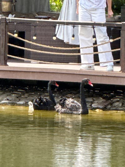In the city of Mirikənd, Azerbaijan, a body of water reflects the warm hues of sunlight. Two black swans, one with a speckled gray and black plumage and the other a pristine black, glide serenely on the water's surface. A small, white duckling swims close to its parents, a tiny beacon of white against the darker feathers. The swans are positioned near a rocky shore, their reflections shimmering on the water. In the background, a wooden deck with rope railings and decorative lights suggest a recreational area, possibly a garden or patio. A person clad in white trousers and a light-colored top stands on the deck, partially visible, overlooking the scene. The overall impression is one of tranquility and natural beauty within a developed setting.