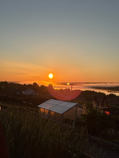 The image displays an early morning rural landscape at sunrise in Zelenets, Russia. The sky transitions from a deep blue-grey at the top to a vibrant orange and yellow hue near the horizon. The sun, a bright, circular, orange-yellow orb, is positioned slightly right of the vertical center, emitting noticeable lens flares, including a prominent red-orange glow extending downwards and to the right, and a fainter green circular artifact to the left.
A wide body of water, likely a river, stretches across the mid-ground, largely obscured by a dense layer of low-lying mist or fog that reflects the warm sunlight. Silhouettes of distant trees are visible through and above the fog along the far bank.
Below the misty river, a residential area is visible, featuring several single-story houses, predominantly white, with dark roofs, interspersed among dark green trees. Utility poles and power lines traverse this section.
The foreground is dominated by a cultivated garden space. A greenhouse with a light grey, translucent roof and darker side walls is positioned towards the lower right, its interior or a reflected surface appearing to glow with an orange light. To the left of the greenhouse, a dense bed of tall, slender, green plants (resembling alliums) fills the lower-left portion of the frame. Behind these plants, dark, arched structural elements are visible. Further to the right of the greenhouse, visible garden beds with dark soil contain smaller green vegetation, and a portion of a wooden A-frame structure, possibly a swing set, is present. A small, distinctly red glowing object is situated in the far right mid-ground, partially obscured by other elements.
No individuals are visible in the scene. The environment is rural or semi-rural, characterized by residential dwellings, cultivated land, and a river experiencing significant ground-level atmospheric moisture at dawn.