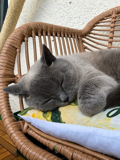 A grey cat sleeps on a cushioned chair. The cat is curled up with its eyes closed and paws tucked in. The chair is made of woven rattan and has a wicker back. A patterned cushion with yellow and green floral designs is under the cat. The background shows a textured white wall and a scratching post. The scene is set outdoors on a wooden deck.