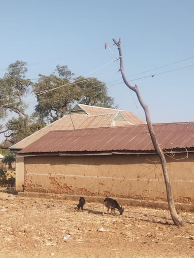 A rural scene shows a brown, weathered building with a corrugated metal roof under a clear blue sky. Two goats, one larger and one smaller, graze on the dry, sparse ground in front of the building. A bare tree trunk stands at the right, while power lines are strung overhead, with a bird perched on the wooden pole. Trees with green foliage are visible in the background, adding depth to the landscape.