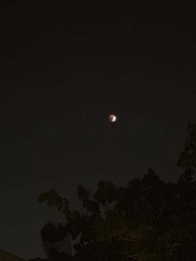 This nocturnal image displays a reddish-orange, partially eclipsed moon centrally positioned in the upper-middle section of the dark sky over Alfei Menashe, Palestinian Territory. The lower third of the frame is occupied by the dark, silhouetted canopies of dense foliage or trees, presenting as indistinct masses against the faint ambient light. No human subjects, artificial structures, or specific actions are visible within the scene.