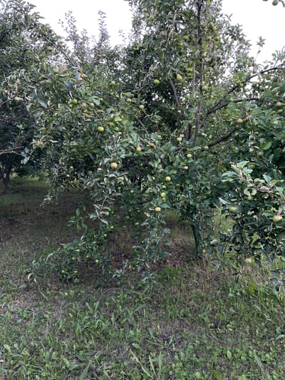 The image shows an apple orchard with numerous green apples on the branches of several trees. The trees are dense with leaves, and some of the apples are partially obscured. The ground beneath the trees is covered in grass and some fallen leaves. The sky is overcast and light. The scene appears to be in a rural or semi-rural setting, likely an orchard in the village of Verkhneye Kazachye, Russia, given the context. There are no people visible in the image.