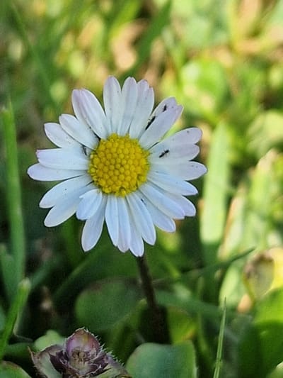 A close-up, eye-level shot captures a single daisy in bloom, its white petals radiating outwards from a bright yellow center. Two small black ants are visible on the petals, one on the upper left and another on the upper right. The flower is set against a blurred background of lush green grass and dappled sunlight, suggesting an outdoor setting. A small, purple bud-like structure with spiky edges is present in the lower left corner of the frame. The scene is likely located in Lipí, Czechia, given the natural environment depicted.