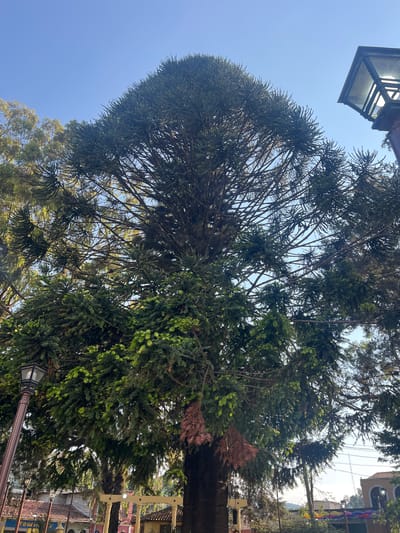 The image shows a tall Araucaria heterophylla, also known as a Norfolk Island pine, towering above street level in La Esperanza, Honduras. The tree is densely branched, with needle-like leaves, and part of its foliage appears brown and dead. The sky is clear and blue, visible through the tree branches. A street lamp is on the left side of the tree. A street in the distance is visible.