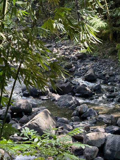 This image captures a natural stream or riverbed located in Hitiaʻa ʻo te Rā, France. The scene features a narrow, clear watercourse flowing over and between a dense accumulation of dark grey to black, irregularly shaped rocks and boulders of various sizes. The water exhibits visible ripples and minor frothing, indicating movement. Bright natural light illuminates sections of the water and the upper surfaces of many rocks, creating strong shadows across the rocky terrain. The immediate foreground and left midground are dominated by several vibrant green bamboo stalks with numerous leaves extending into the frame, partially obscuring the view. Additional lush green foliage, including smaller plants in the foreground and a large fern on the right mid-background, lines the banks, contributing to a dense, verdant natural environment. No individuals, animals, or man-made objects are visible within the frame.