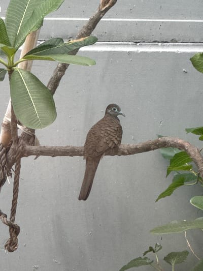 A medium shot captures a brown dove perched on a tree branch. The dove faces left, with its head turned slightly toward the viewer, revealing a light blue eye and a slender beak. Its plumage displays a pattern of fine brown stripes. The branch is rough and textured, with darker brown bark, and it extends across the frame. To the left of the dove, large green leaves with prominent light-colored veins are visible, attached to thinner branches. A thicker, lighter brown trunk is also present on the left, with a thick, knotted rope hanging from it. The background consists of a textured, pale gray wall, with horizontal lines indicating some form of construction or paneling. The lighting appears to be natural daylight. The scene is set outdoors, likely in a residential or garden area in the Bang Rak Yai Subdistrict, Thailand.