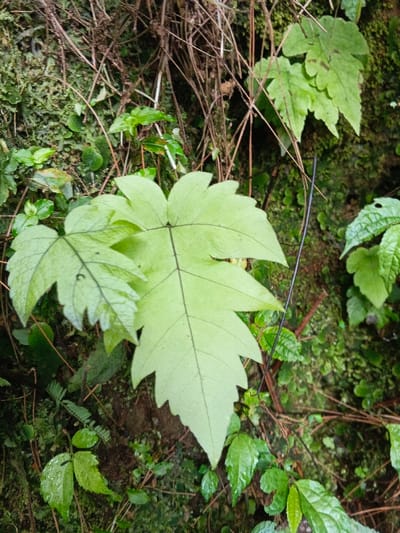 The image displays a close-up, static scene of dense vegetation on a natural surface in Desa Mburukulu, Indonesia. No human subjects, animals, or artificial structures are visible. The central and dominant subjects are two large, light green leaves with distinct dark venation; the larger leaf, positioned centrally, exhibits a multi-lobed, deeply serrated structure, while a smaller, similarly shaped leaf is partially visible to its left. The entire background consists of a textured, verdant matrix of smaller green plant life, including various mosses and leafy growths, some appearing wet. Numerous thin, dry, brown twigs are interwoven in the upper section of the background. A dark, slender, curvilinear element, resembling a wire or a rigid stem, extends from the upper right quadrant, diagonally crossing behind the central large leaf and descending towards the lower-middle portion of the frame. The overall environment is characterized by lush, damp, and undisturbed natural growth.