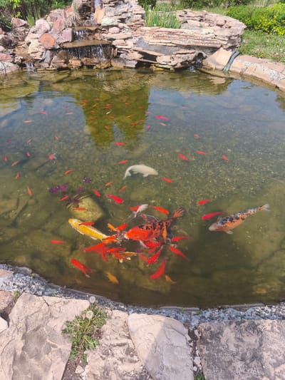 The image depicts a pond in Zimnyaya Gorka, Russia, filled with numerous fish, primarily red goldfish, and several koi with orange, black, and yellow patterns. The pond has a stone border and a rocky waterfall feature at one end. The water is slightly murky, but the bottom is visible, showing pebbles and some aquatic plants. The pond's edge is bordered by stone landscaping, and greenery is visible in the background. The scene appears to be taken during daylight.