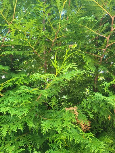 The image displays a close-up view of the dense foliage of a conifer tree, likely a cypress or cedar, characterized by its vibrant green, scale-like leaves arranged in flattened sprays. The branches are woody and brown, with some lighter green, new growth visible. A few brown, dried leaves are interspersed among the green, indicating natural shedding. The background is a soft blur of more greenery and dappled sunlight, suggesting the tree is outdoors in a somewhat shaded area. There are no people or specific landmarks visible in the image that would help determine its location within the city of Gävle, Sweden.