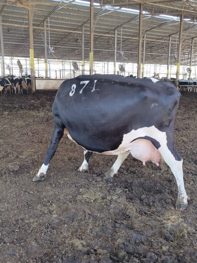 A black and white Holstein dairy cow with the number "871" painted on its flank stands in a muddy enclosure within a barn. The cow is facing away from the camera, its udder is visible. Other cows are visible in the background, standing in rows. The barn has a metal roof supported by poles, and ventilation fans are mounted on the ceiling. The ground is covered in mud and manure. The scene appears to be a typical dairy farm. The image does not contain enough information to determine its precise location within Yoav Regional Council, Israel.