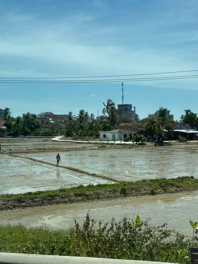A person in a red shirt walks across a muddy rice paddy under a bright blue sky. The sun is high, suggesting midday. Palm trees and various houses with tile roofs are visible in the background, indicating a rural or semi-urban setting. The rice paddy is wet and reflects the light. A few power lines stretch across the sky, and a cell tower is visible behind the houses. The overall scene is tranquil and agricultural. There is no visible text in the image.