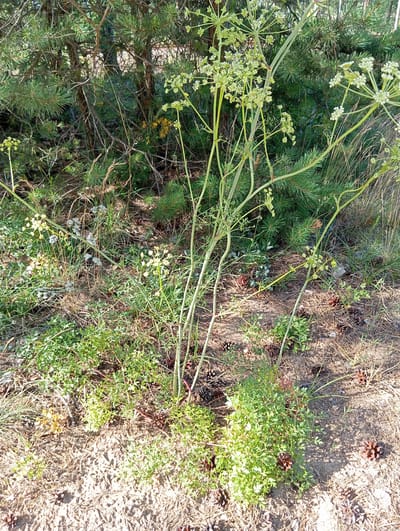 The media file depicts a close-up, overhead view of vegetation in a dry, sandy environment, likely during daylight. The scene is characterized by a mix of plant types, including pine needles from coniferous trees, dry grasses, and flowering plants with delicate white and yellow blooms. A prominent feature is the presence of several pine cones scattered across the ground.
The main subject of the image is the flora. Large, light green stalks with clusters of tiny white flowers extend across the frame. Interspersed with these are patches of low-growing green plants with small leaves. The ground cover consists primarily of dry, brown pine needles and sand, indicating a possibly arid or semi-arid setting.
The lighting suggests it is daytime, with clear sunlight casting shadows on the ground, particularly on the right side of the image. There are no people or animals visible, and no discernible activity is taking place beyond the natural growth of the plants. The overall impression is of a natural, undeveloped outdoor environment. Location cues, such as the pine trees and dry ground, combined with the provided context of Turczyn, Poland, suggest a natural area, possibly a forest edge or heathland. There is no visible text in the image.