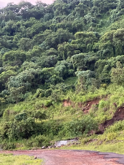 This media file depicts a lush, verdant hillside densely covered in trees. The foliage is a rich tapestry of greens, with some lighter, almost yellow-green hues suggesting new growth or variations in leaf color. The trees are tightly packed, creating a textured, almost chaotic appearance, with branches and leaves intermingling. The hillside slopes upwards and to the left, with the trees cascading down its surface.

To the right of the dense tree cover, the terrain transitions to a more open, grassy slope. This area is characterized by patches of green grass interspersed with exposed reddish-brown earth and rocks, indicating a steeper, more eroded section of the landscape. A rough, dirt path or road runs along the far right edge of the frame, its surface appearing uneven and compacted, with some loose gravel and reddish-brown soil.

In the mid-ground, on the grassy slope, there are hints of a man-made structure, possibly a small culvert or channel, with some lighter-colored material visible. This suggests a deliberate alteration of the natural landscape, perhaps for water management or construction.

The overall impression is of a natural, somewhat untamed environment, possibly a rural or undeveloped area. The density of the trees and the presence of the rough path suggest a remote location. The lighting appears diffused, hinting at an overcast or possibly early morning/late afternoon time of day, as there are no harsh shadows. The weather seems to be humid or damp, given the vibrant green of the vegetation. The scene conveys a sense of natural abundance and ruggedness. There is no visible text in the media file.