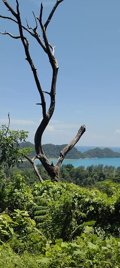 A dead, gnarled tree trunk stands in the foreground, its bare branches silhouetted against a clear blue sky. Lush green foliage surrounds the base of the tree and extends to the mid-ground. In the background, rolling, tree-covered hills meet a tranquil turquoise sea, dotted with small islands. The scene captures a serene natural landscape, likely from an elevated viewpoint in or near Paroy, Indonesia. The image depicts a vibrant coastal environment with a stark contrast between the dead tree and the thriving vegetation.