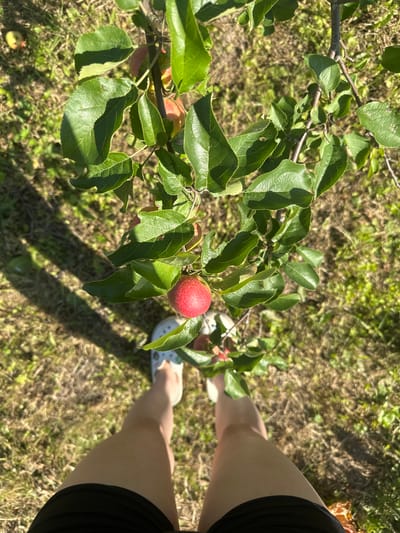 The image is an outdoor, eye-level shot, looking down at an apple branch with a single red apple. In the foreground, a person's bare legs and black shorts are visible, along with white clogs on their feet. The background is a grassy field with dry brown patches and some green weeds, bathed in sunlight creating long shadows. The scene appears to be from Turovo, Russia, likely an orchard or a garden area.