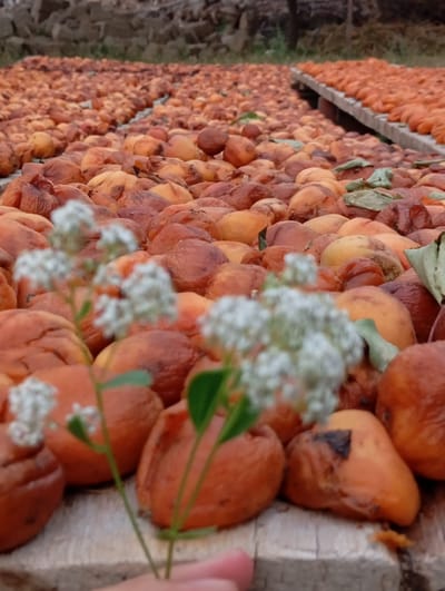In Kızıl-Bel, Kyrgyzstan, a vast expanse of dried apricots is spread out on wooden planks and the ground, appearing to be in the process of being sun-dried. The apricots are shriveled and range in color from deep orange to brown, with some showing signs of charring. In the foreground, a few small sprigs of white flowers with green leaves are positioned slightly out of focus, with a human hand gently holding them. The background consists of a blurred natural landscape with dry vegetation and what appears to be a stone structure. The lighting suggests it is daytime, likely outdoors.