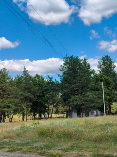 The image shows a view of a field with tall grass and wildflowers in the foreground, leading up to a line of pine trees. Behind the trees, a small white building with green accents is visible, along with a white pole. The sky is blue with scattered white clouds, and several power lines run diagonally across the upper portion of the frame. The scene appears to be an outdoor landscape, possibly in a rural area or on the outskirts of a town.