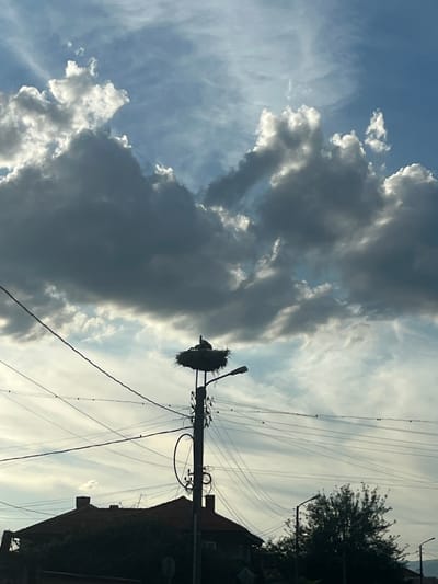 In Novo Zhelezare, Bulgaria, a stork's nest sits atop a utility pole, silhouetted against a dramatic sky filled with dark, heavy clouds. The nest is substantial, constructed from twigs and other natural materials, and appears to house at least one stork. Power lines crisscross the frame, forming a complex network around the pole. Below, the dark silhouette of a tiled roof and a sparse tree are visible, suggesting a residential or semi-urban setting. The lighting indicates either early morning or late afternoon.